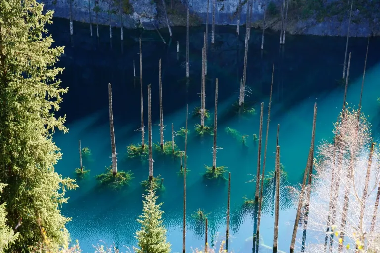Submerged spruce trunks rising from the turquoise water of Kaindy Lake