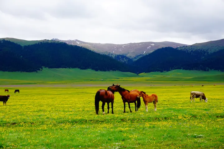 Silk Road and nomads tour: private Central Asia journey from Almaty: photo 10