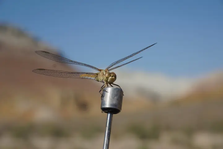 Altyn-Emel National Park: Singing Dune, Aktau mountains and tours: photo 4