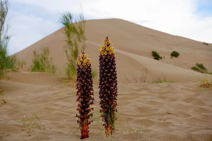 Altyn-Emel National Park: Singing Dune, Aktau mountains and tours: photo 6