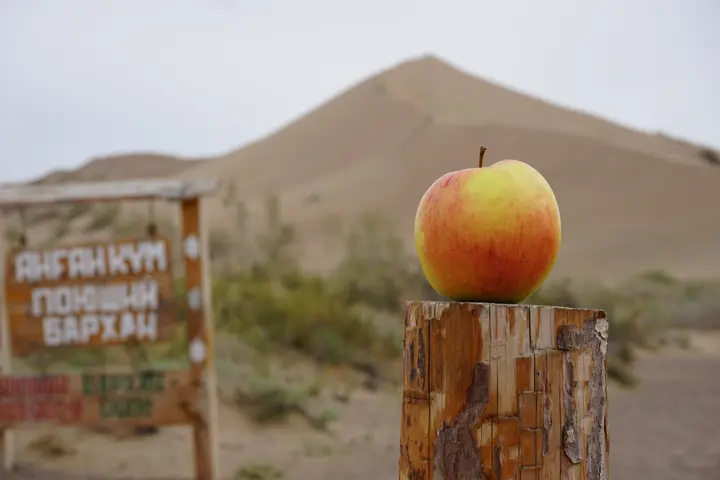 Altyn-Emel National Park: Singing Dune, Aktau mountains and tours: photo 14