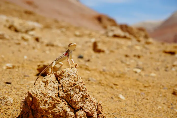 Tash Rabat, Kyrgyzstan: how to visit: photo 3