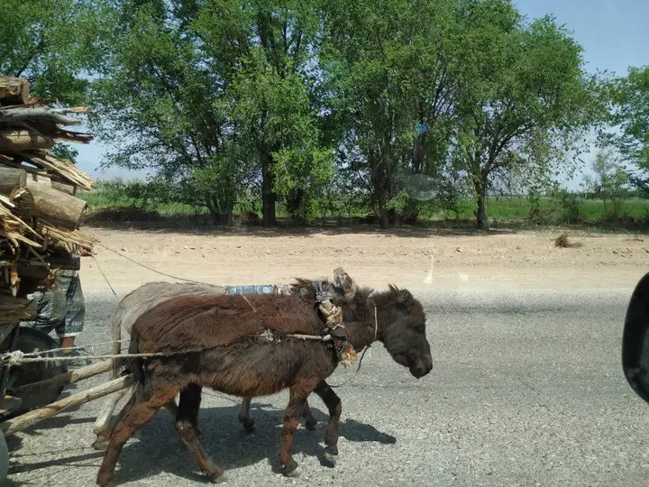 Kazakhstan travel information: visas, booking, payment and what to bring: photo 9