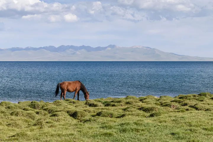 Horse grazing on the shore of Song-Kul Lake