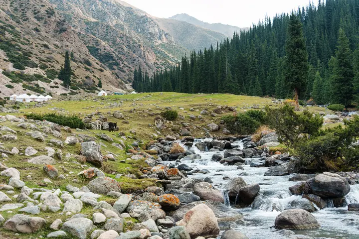 Pine-covered Altyn-Arashan valley near Karakol